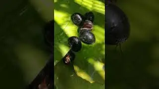 Helmet Snails (Neritina Pulligera)