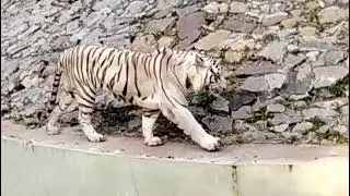White Tiger. 