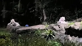 Night safari  adventure Singapore 🇸🇬 (part1)