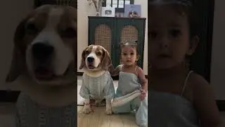 Happy Rakshabandhan guys #youtubeshorts #pets #funny #dog #beagle #cute #shorts #rakshabandhan #baby