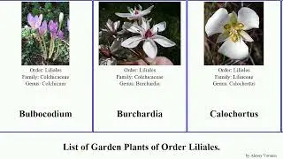 Garden Plants of Order Liliales lily