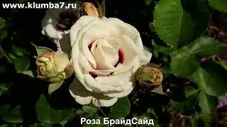 Розы, мои фавориты, цветение лето 2025.