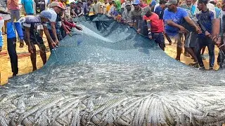 Amazing.  Two ton Reborn fish catch net 😮😱🐟🎣 you never see that before ? Unbelievable 
