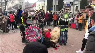 Ursi comunei Brusturi 💪