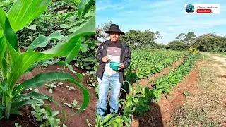 Como Fertilizar tu Milpa con abono QUIMICO