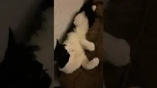 Sunny&rsquo;s 2 real jobs #funnycats #cat #catlover #cute #pets #catvideos #anmals #catshorts #viralvideo