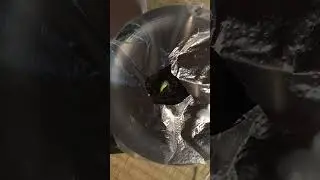 石松的第一个晚上