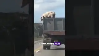 Porco corajoso | Cena mais inusitada do mundo animal #3
