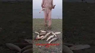 Tarbela Dam fishing hunting Rod bset points afghan basti Rohu Narine game zulfiqar hunter 2.0 #fish