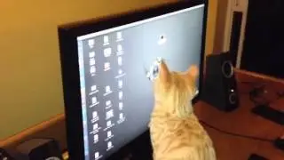 Cat attacks Screen