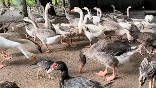 Healthy Feeding Routine for Chickens, Ducks & Geese | Strong & Disease-Free Growth 🐔🦆🪿