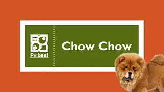 Chow Chow Fun Facts