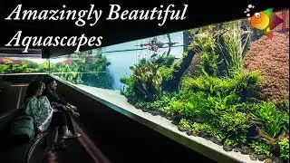 Aquascape: Amazingly Beautiful Aquascapes for Your Aquarium