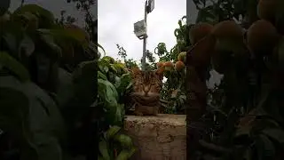 Kietie kat in the peach tree🐈🐈🐈