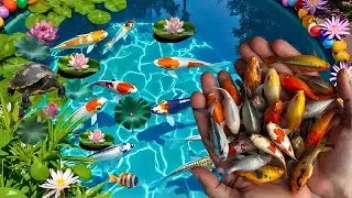 Unboxing, catching fish, veil tail, blakat fish, koi fish, spade tail, goldfish type