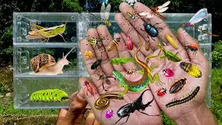 I searched for insects in the garden, I got Lizard, Grasshopper, Mantis, Millipede, Beetle, Snail
