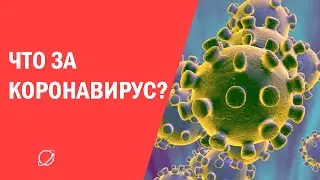 Чем опасны коронавирусы?