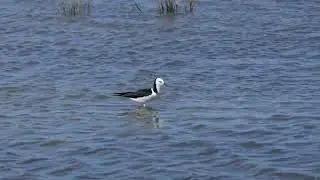 Pied Stilt. 