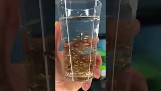 Live goldfish iced tea&hellip; again!