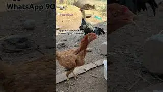 Bhimavaram breed eggs & chicks for sale #pidugufarms#shorts