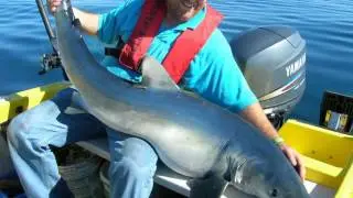 Ep  144 Graeme Pullen, Blue Shark On Fly