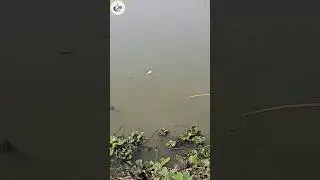 Hook Fishing Video (Part-13) #hook_fishing #village_fishing #shorts #ytshorts #fishing