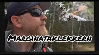 Marginataklekkern - Emerging Mayfly