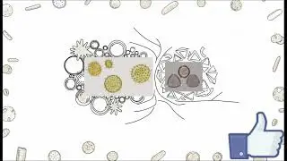 Pollen morphology