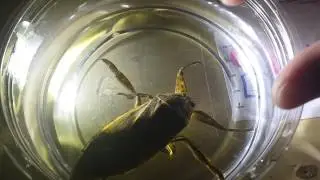 Lethocerus americanus  물장군