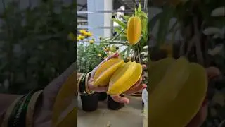 Harvesting star fruit from my terrace garden 😋#viral #gardening