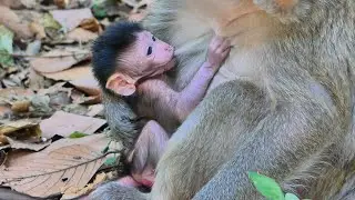Cuties baby monkey not wait trying to drink sweet milk mommy with mom warm hold.