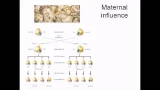 Maternal effect in gene expression