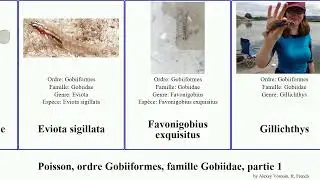 Poisson, ordre Gobiiformes, famille Gobiidae, partie 1 gobie benthophilus cryptocentrus fish des