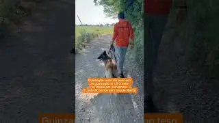 Ecco come fare se il tuo cane tira al guinzaglio