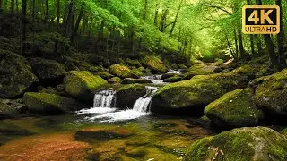 2 Hours Soothing Forest Sounds with Gentle Water & Birds Singing for Calm Mind & Sleep