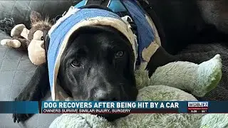 Dog Recovers After Being Hit by Driver; Owners Survive Similar Injury