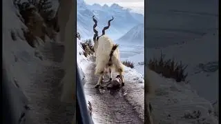 White Mountain Goat Gives Birth in Antarctica 🐐❄️ #goat #video #viral #shorts