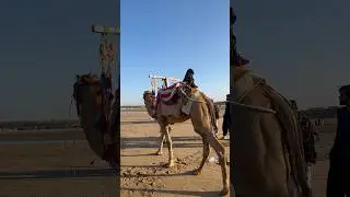 Camel 🐪