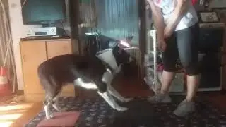 FF RF TRANSITION