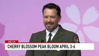 D.C. cherry blossoms expected to reach peak bloom during first week of April, NPS says