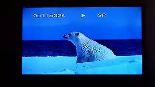 Animal Holiday: Let's talk about Polar Bears and Pandas