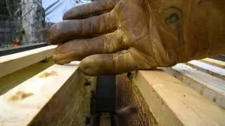 Honeybees Cleaning Up My Frames