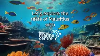Let's explore the reefs of Mauritius