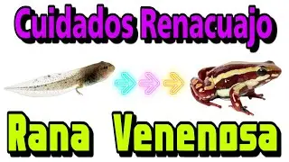 Cuidados de Renacuajo Epipedobates Santa Isabel!! | AQUA RC |