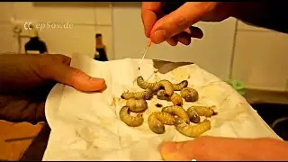 How to Cook Insects in an Ethical Way