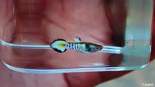 Yellow tiger endler-guppy hybrid