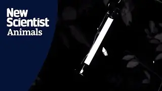 Slow motion footage reveals why insects are attracted to lights