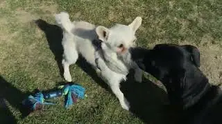 Ask my Pups if they want to go to the park, they get so excited