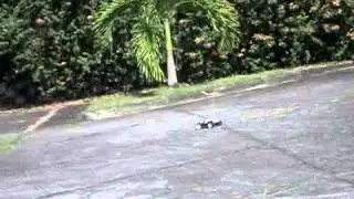 NB16-T Nitro remote control Truggy