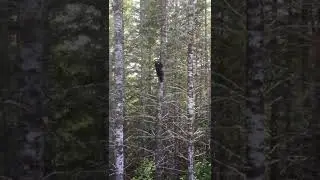 Baribal can climb a tree without any problems, fortunately brown bears do not know how to do this.